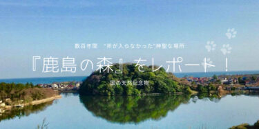 石川県加賀市に位置する、神秘的な『鹿島の森』を突撃レポート！